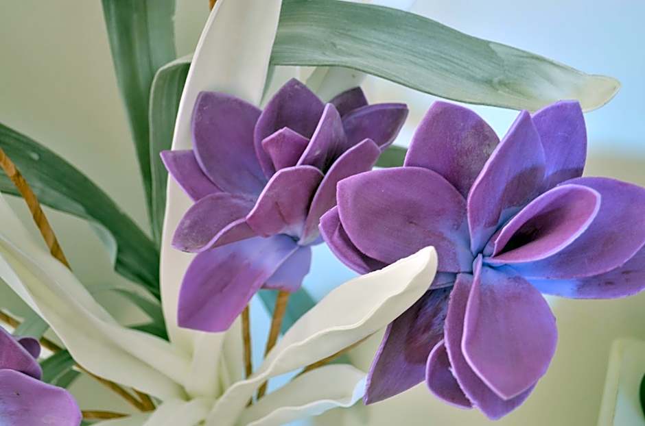 Chambre d'hôte Les Nymphéas