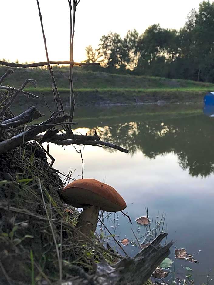 Domek na Drzewie