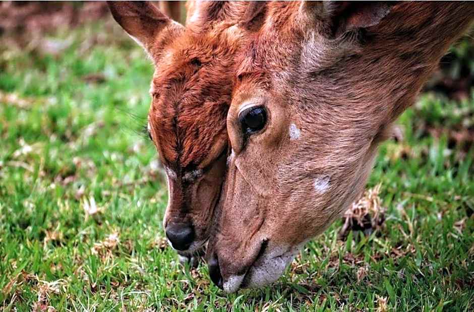 42@ Ditholo Game Lodge