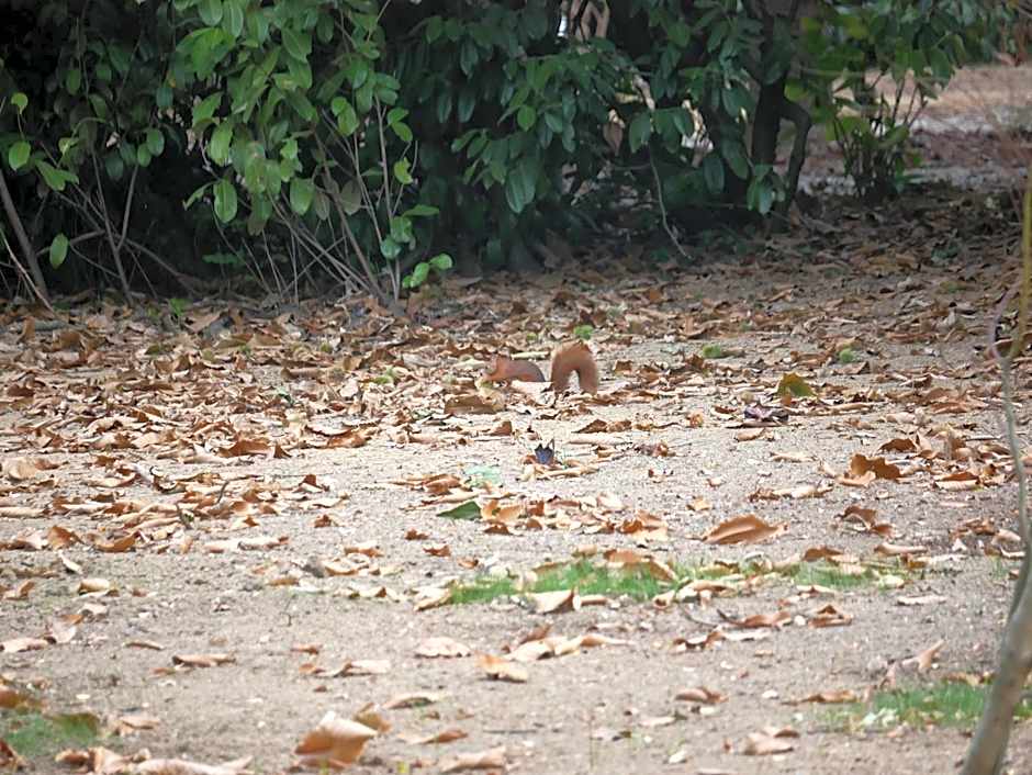 KastellRen - Rennes - Grand parking privé