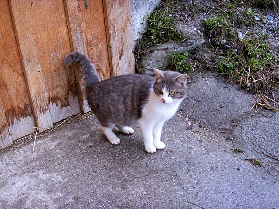 Ferienhof Wölflbauer