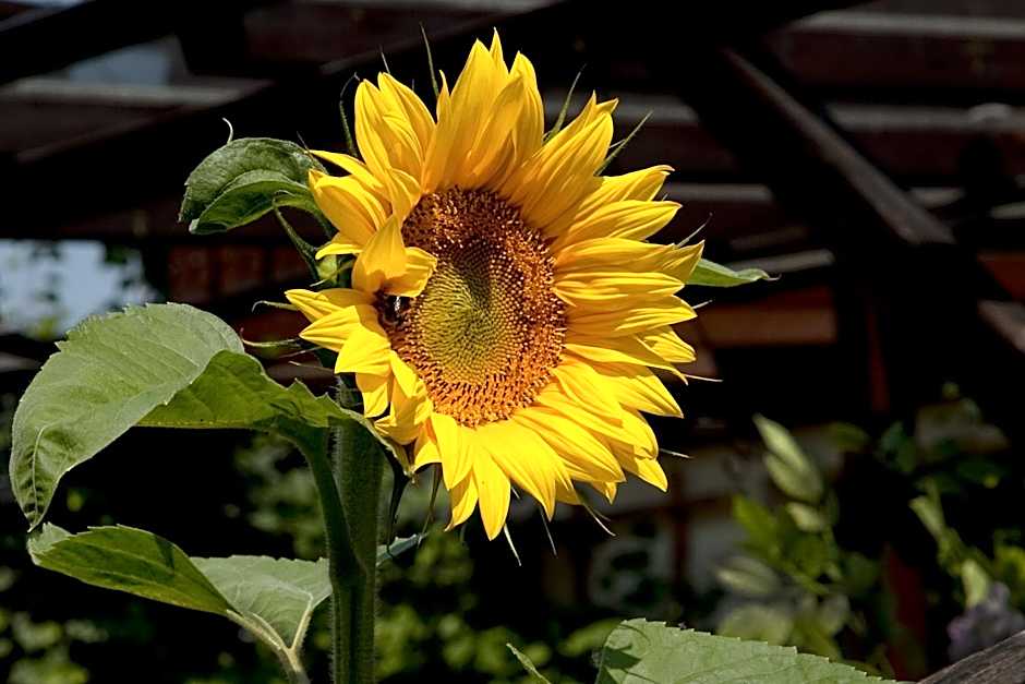 Gästehäuser Anni Ehrndorfer