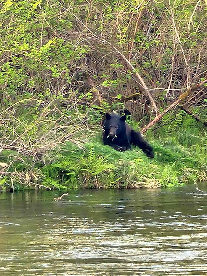Campbell River Lodge
