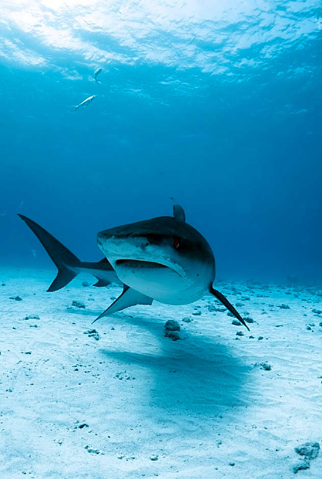 Ataraxis Grand and Spa Fuvahmulah