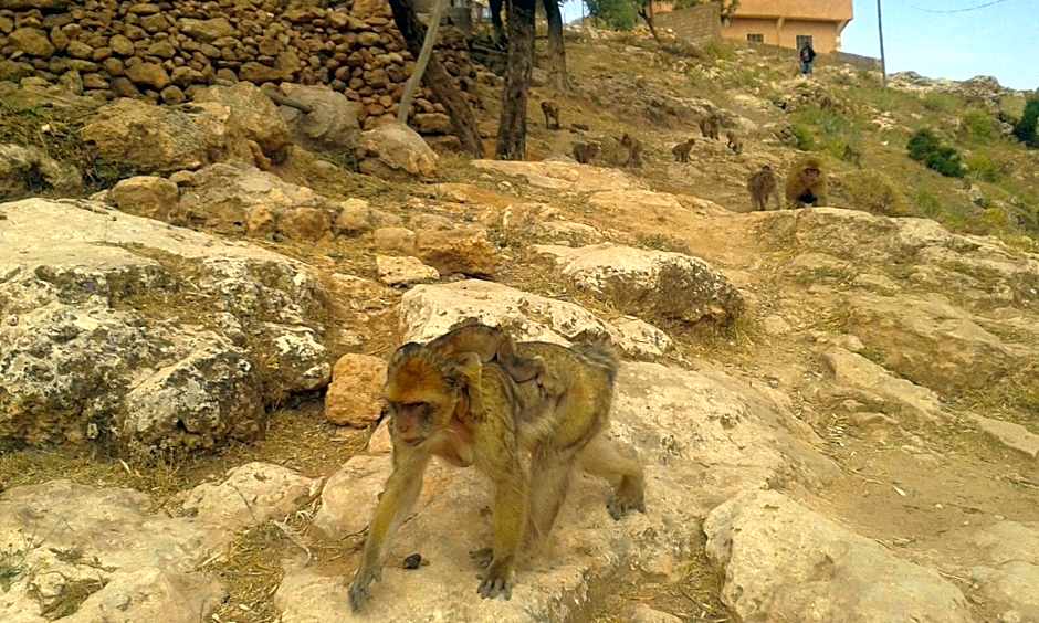 Riad Cascades d'Ouzoud
