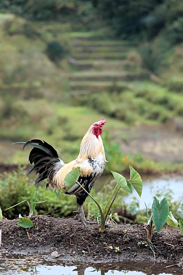 BATAD CRISTINA'S Main Village INN & Restaurant