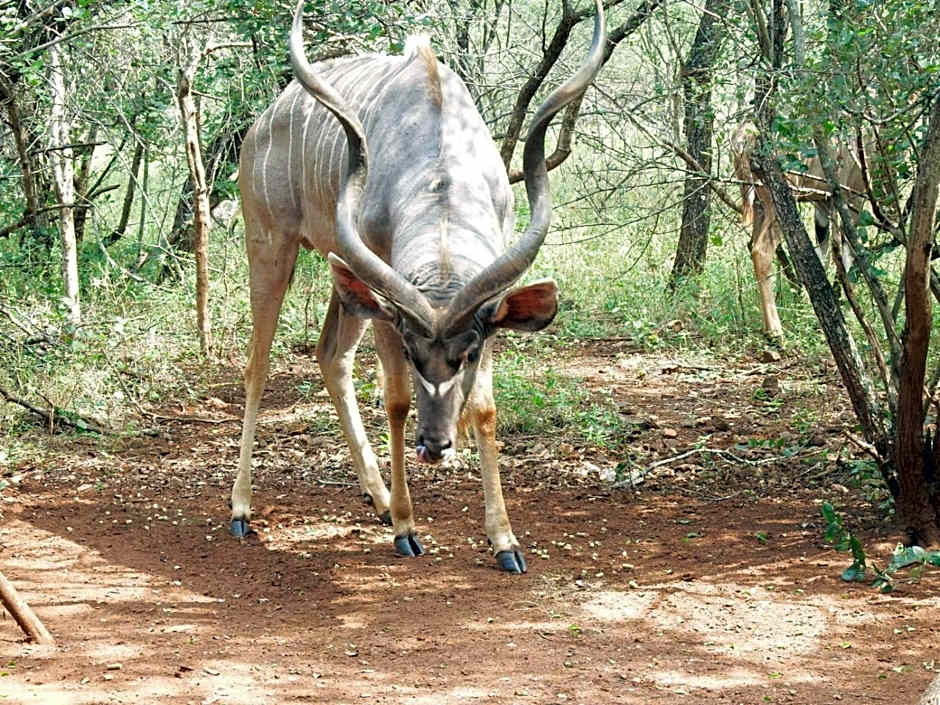Wielewaal Bush Lodge