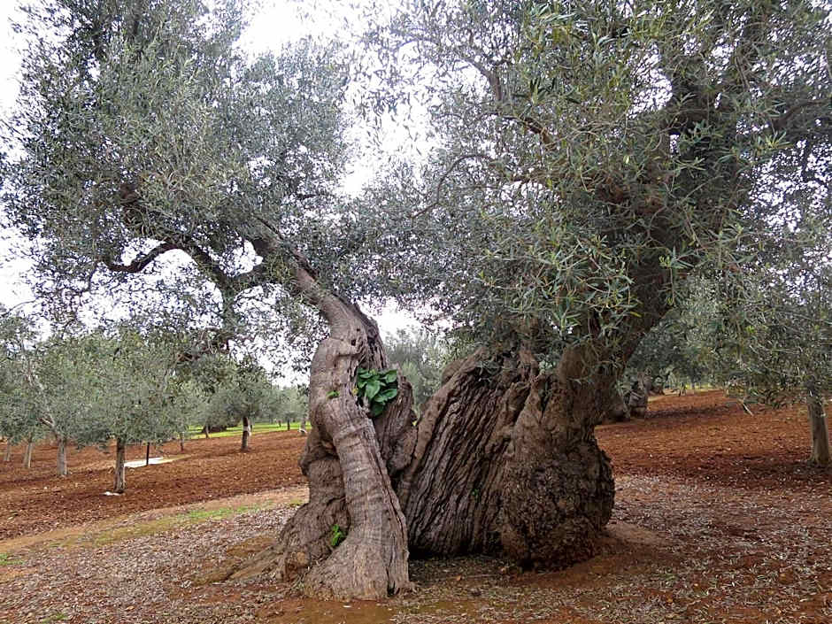 Masseria San Martino