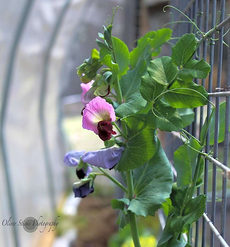 Tomah Retreat - Studio CHILL with fireplace and clawfoot bath