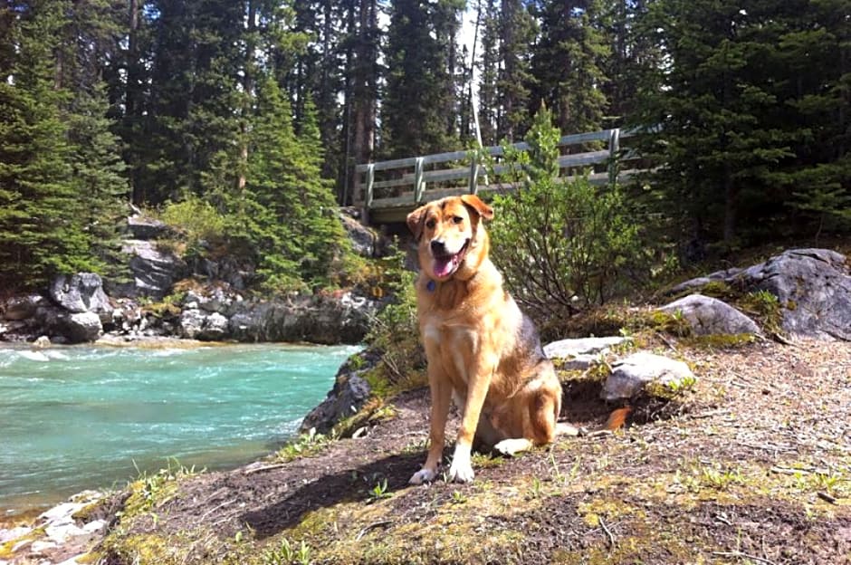 Moose Hotel and Suites