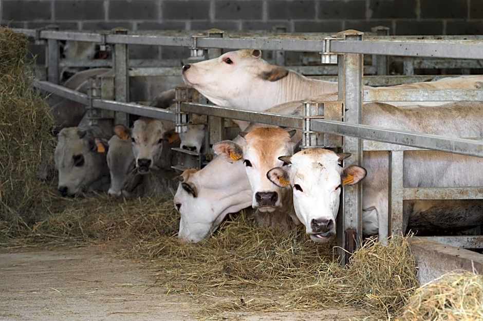 All'Ombra del Castello