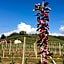 Agrialpi by Salfrutta
