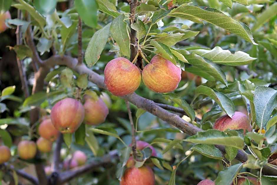 Хотел Свети Трифон