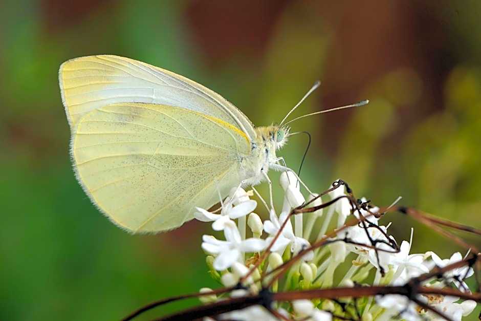 Quinta Santo Antonio Da Serra