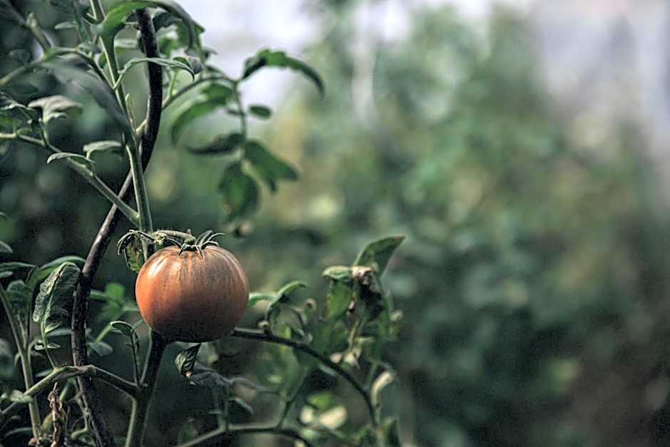 AUBERGE FRANKENBOURG