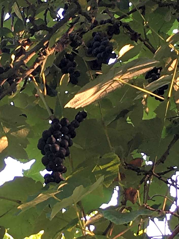 La Ferme Des Vignes