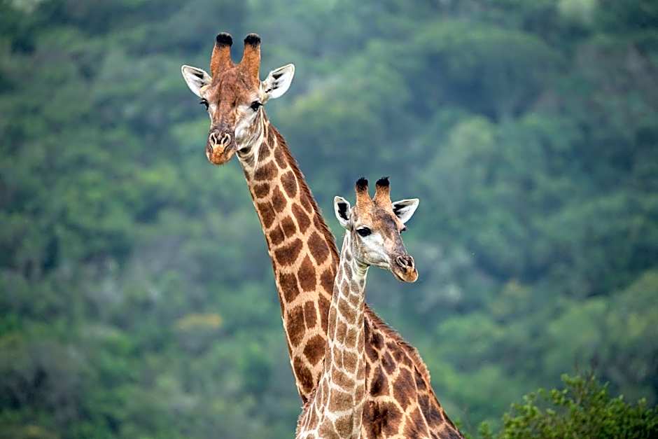 Intle Boutique Hotel