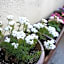 Guest House Tokyo Samurai