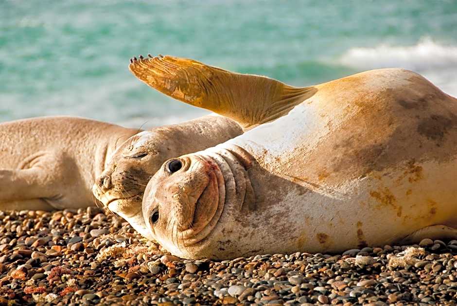 Hotel Península Valdés