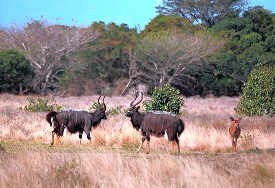 Gooderson Bushlands Game Lodge