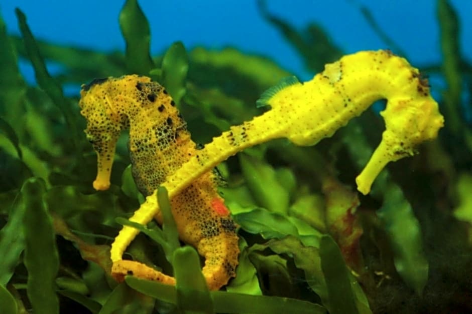 Hotel Pousada Butias