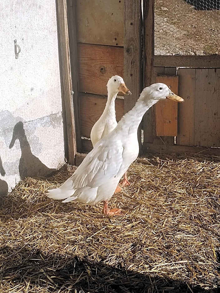 Greiterhof Partschins