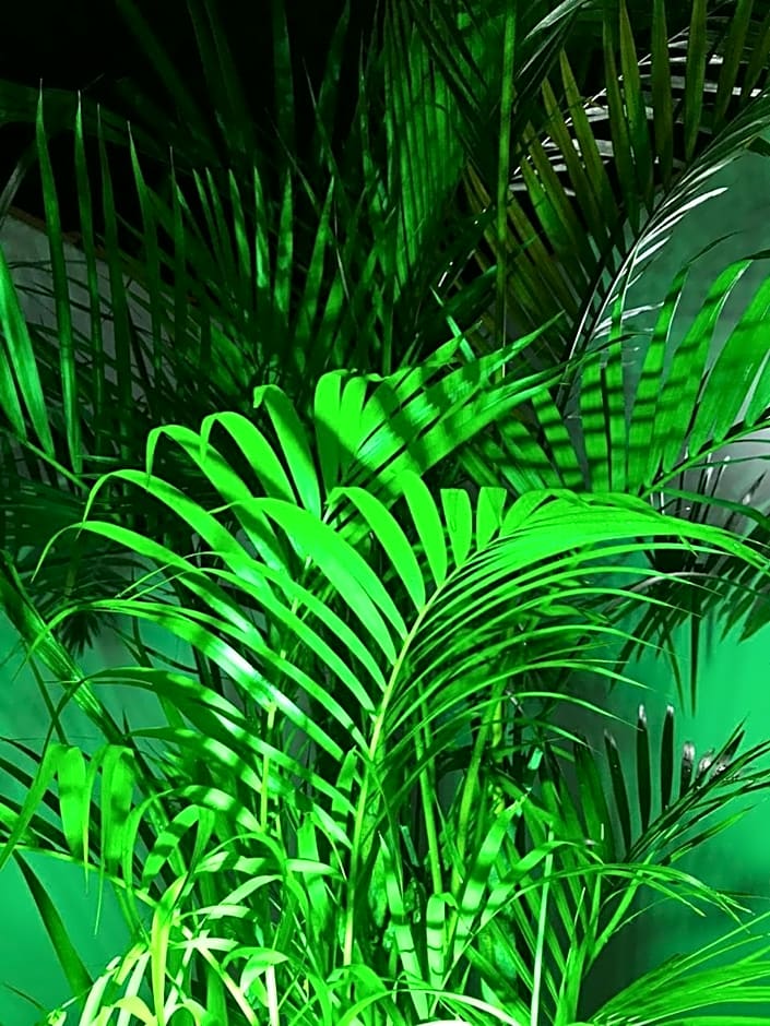 Florianópolis Pousada Moçambeach