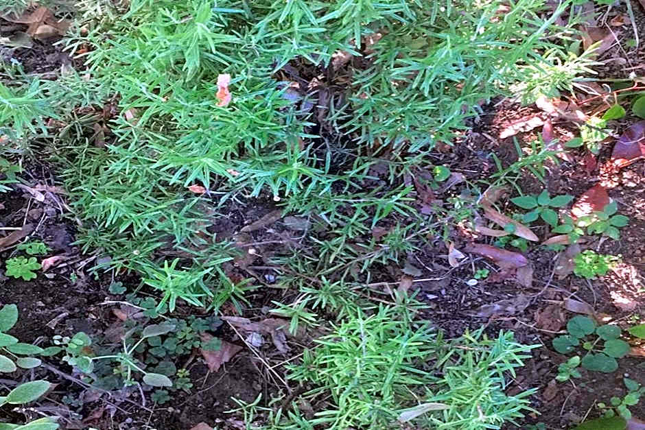 RistHotel Pianura Inn