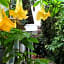 HOTEL JARDINES DEL CARMEN