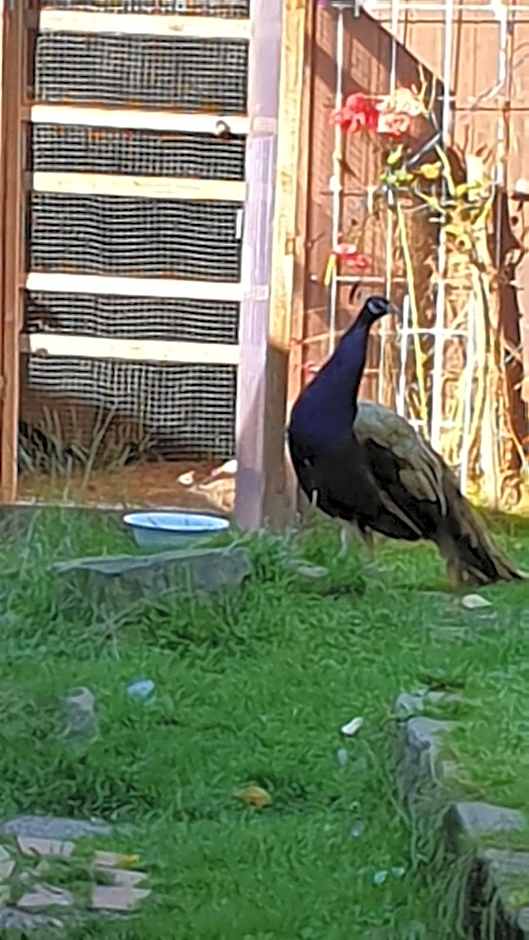 Ferienhaus Nr. 60 Im Ferienpark am Twistesee