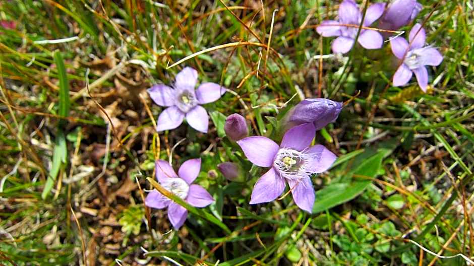 Appartements Alpengarten