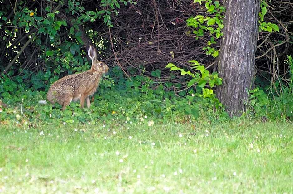 Logis Saint Léonard