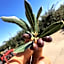 Agrialpi by Salfrutta