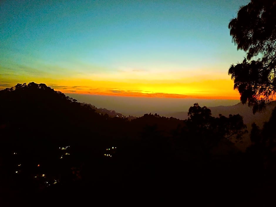 Silver fern by the Hillside