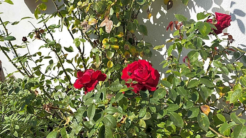 Park Hotel Serenissima