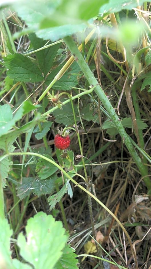 Bio Fattoria Cà d'Pignat