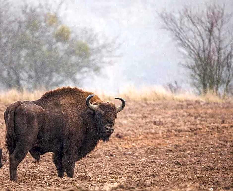 Gościniec Biebrzański