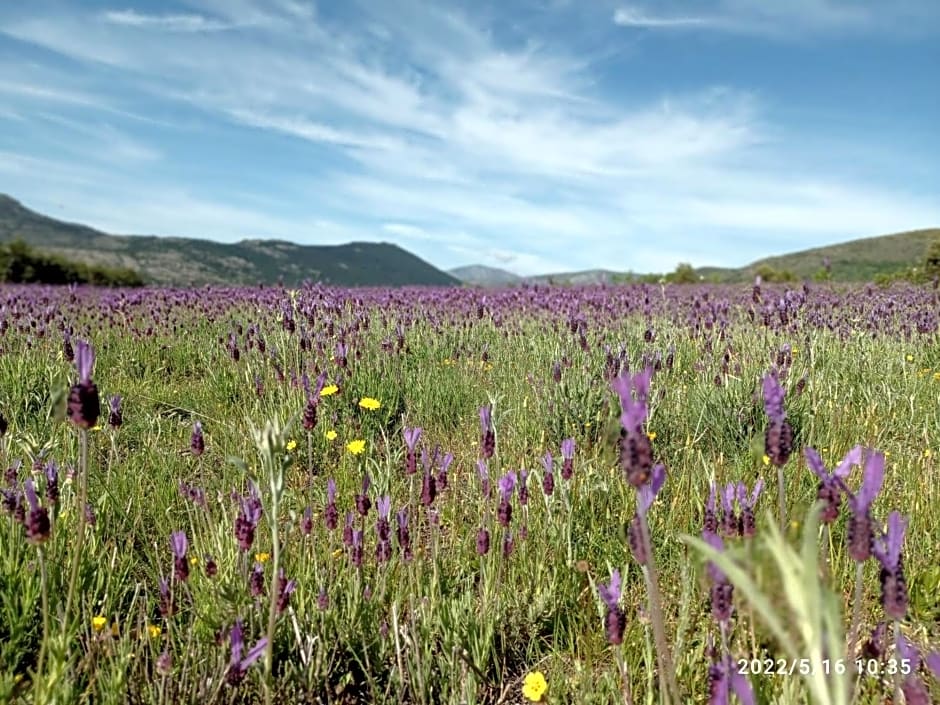Casa de huéspedes Villa de las Hortensias