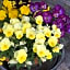 B&B Les Fleurs