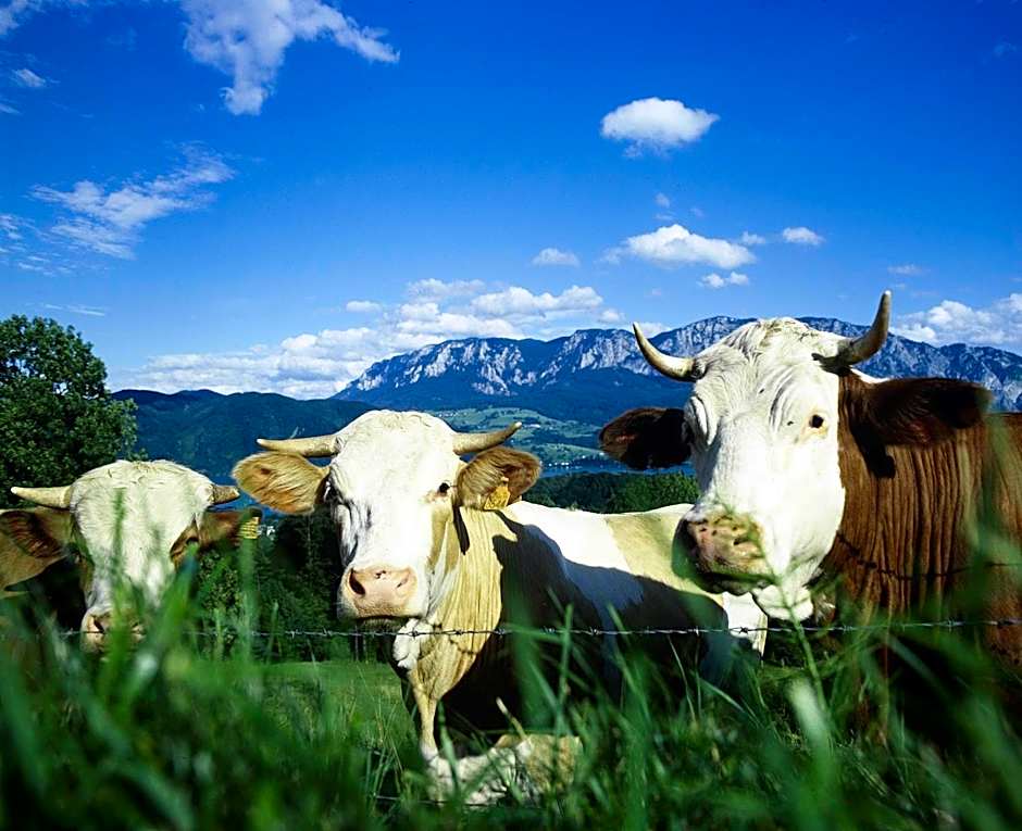 Landhotel Waldmühle