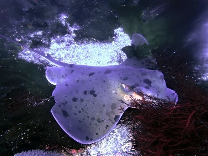 三浜館 伊豆大島