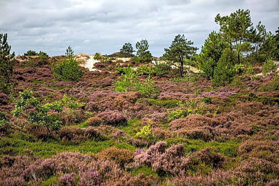 Strandstudio's Camperduin