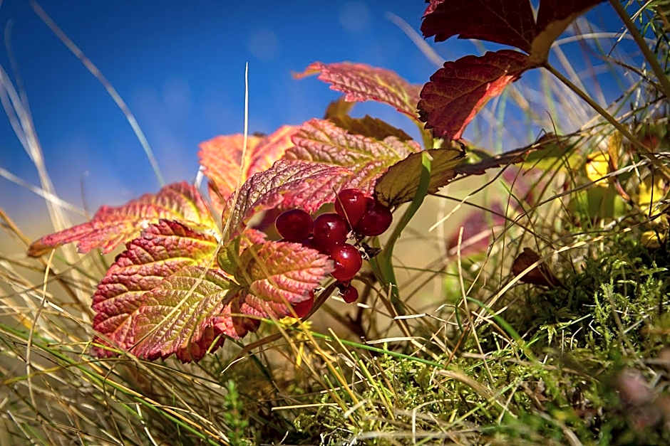 Dalshöfdi Guesthouse