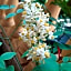 Tilia