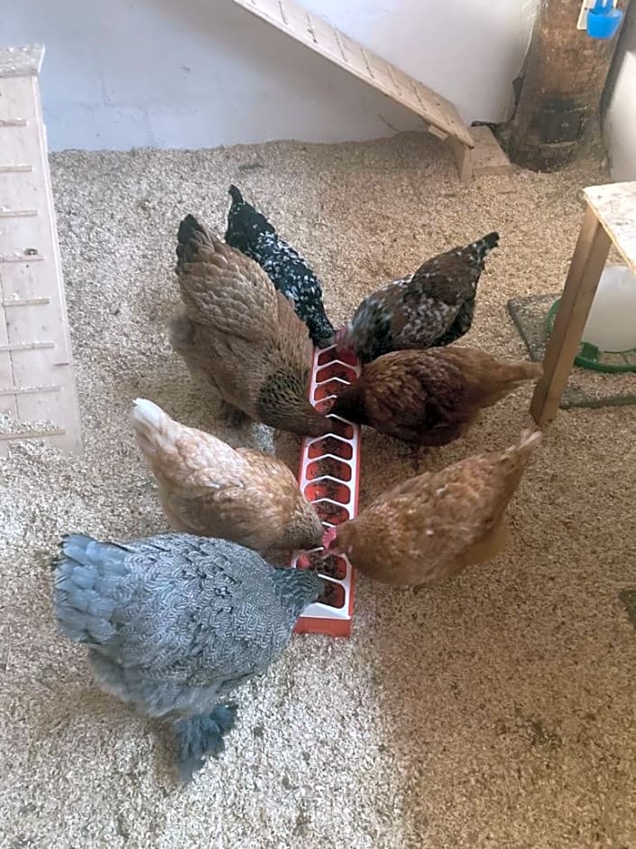 Ferienhaus FRIEDLHOF