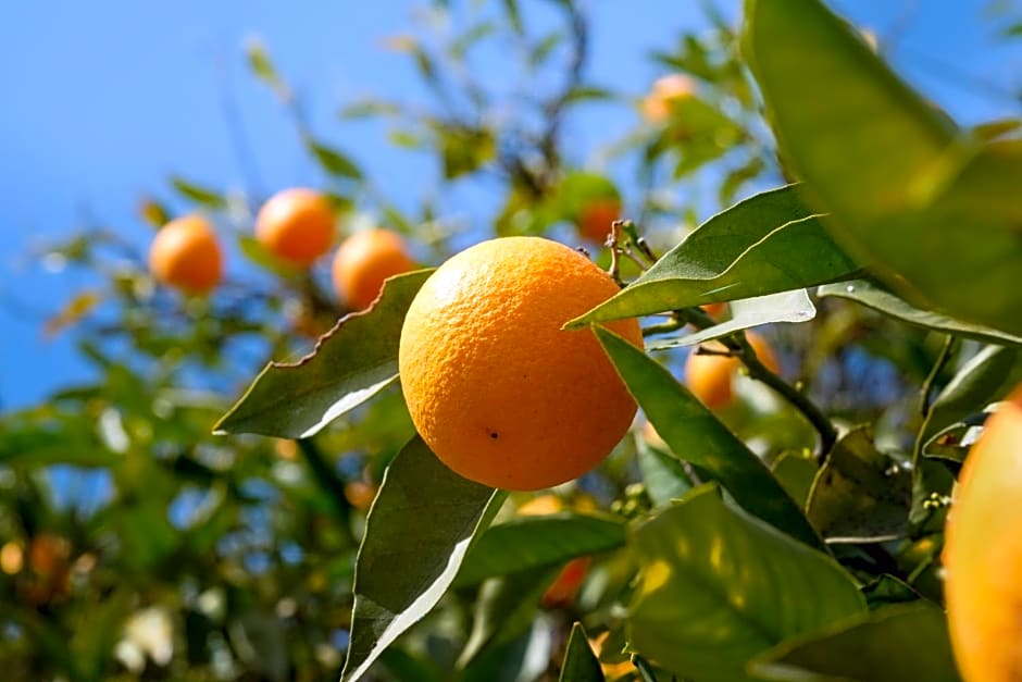 Finca Sueño de Vida