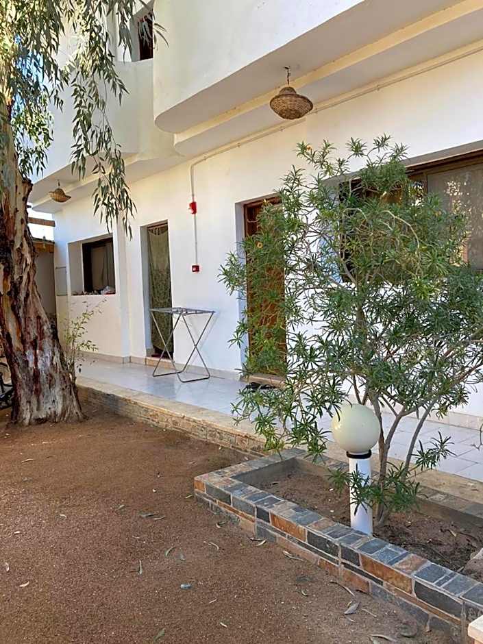 Oasis Fighting Kangaroo