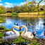 Swan Lake