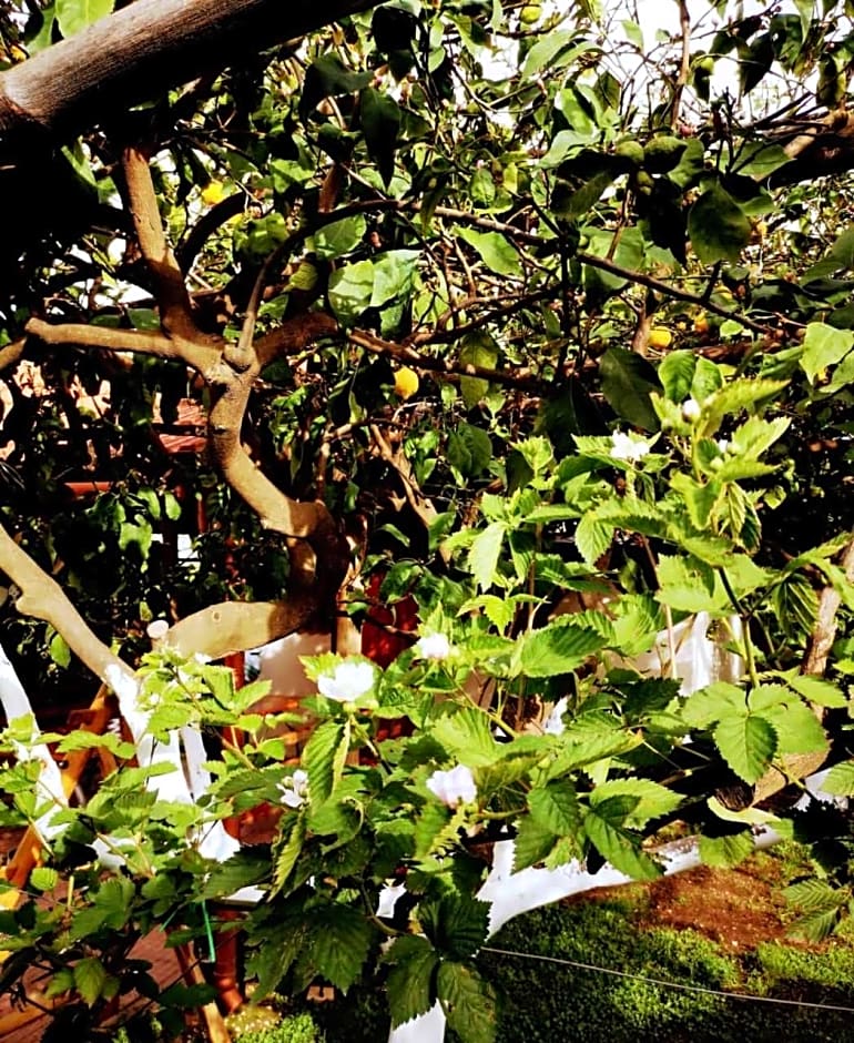 Tettoeletto Garden Bio