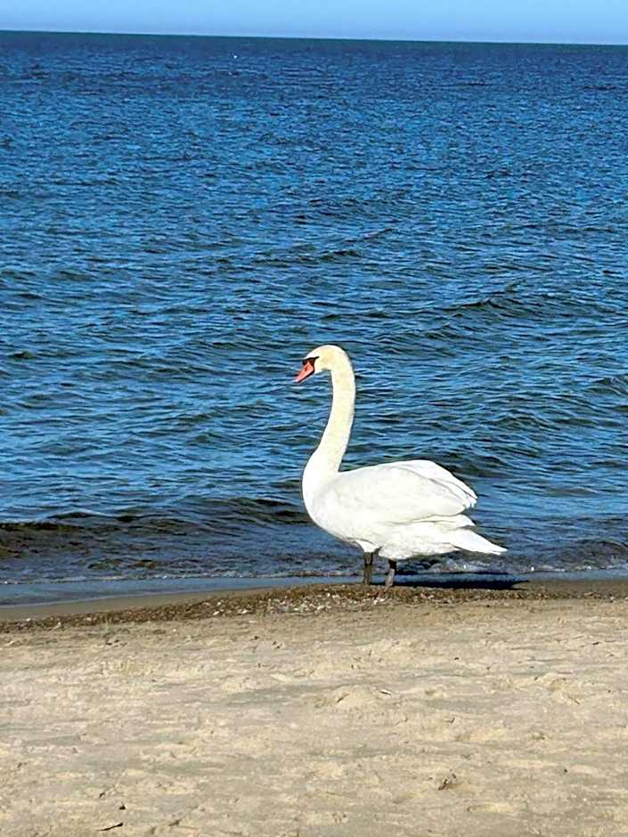 Domki letniskowe Rafa